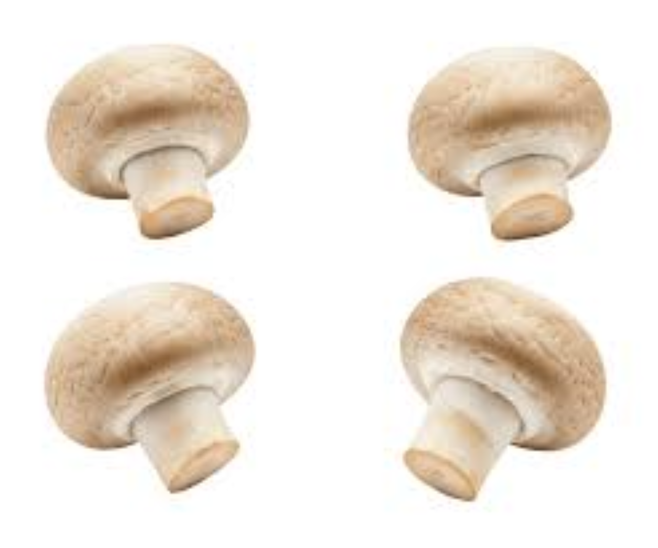FRESH MUSHROOM BUTTON